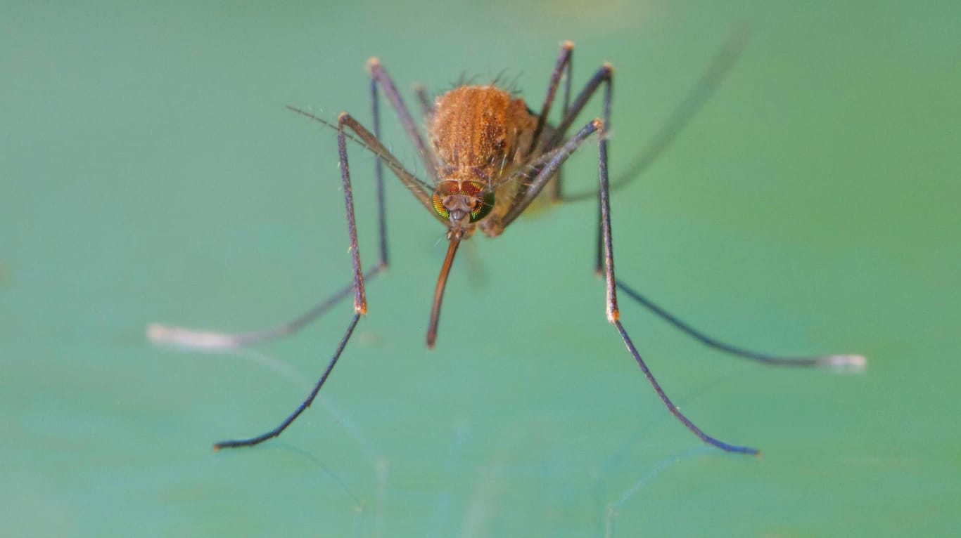 Ein frisch geschlüpftes Mückenweibchen lauert auf der Wasseroberfläche.