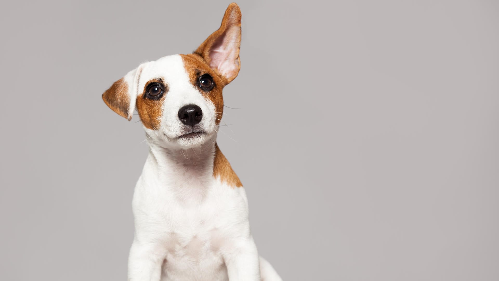 Ein Hund hat sein Ohr aufgestellt