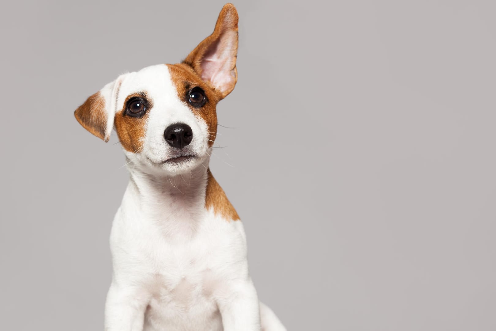 Ein Hund hat sein Ohr aufgestellt