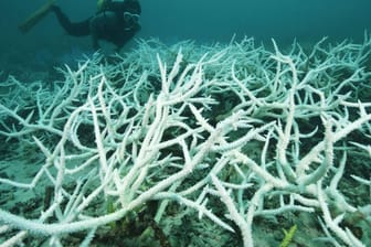 Weltweit sterben Korallenriffe