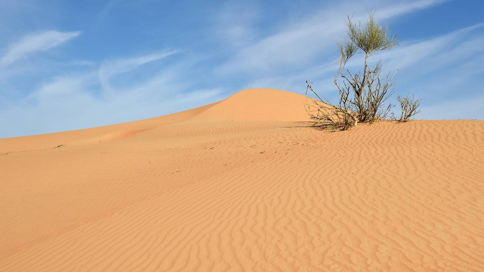 Wüstenpflanze im Wüstensand