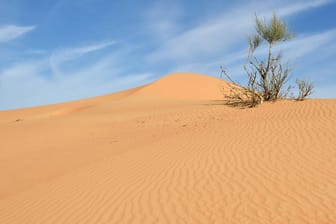 Wüstenpflanze im Wüstensand