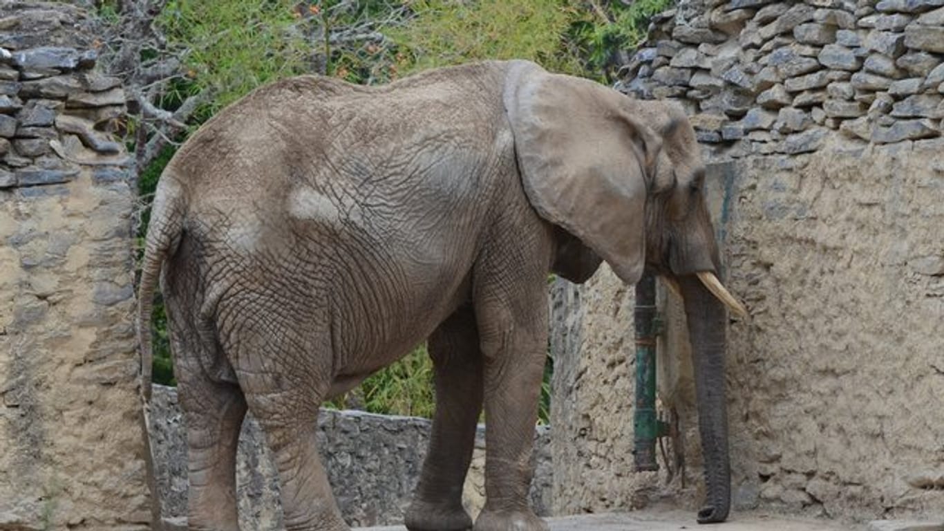 Die 47 Jahre alte Elefantin Ruperta steht in ihrem Gehege im Zoo Caricuao.
