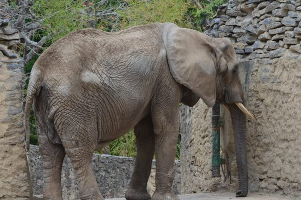 Die 47 Jahre alte Elefantin Ruperta steht in ihrem Gehege im Zoo Caricuao.