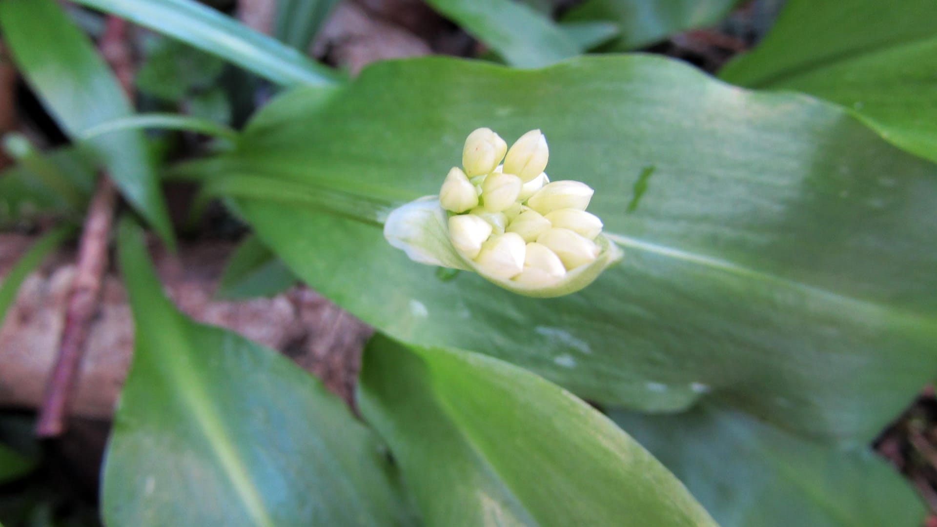 Allium ursinum