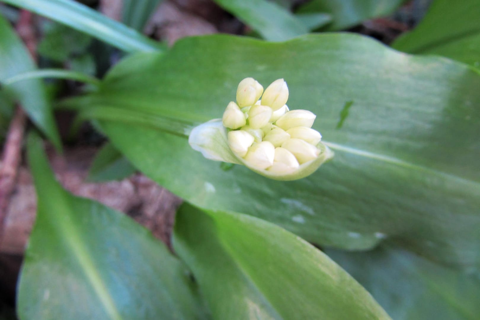 Allium ursinum