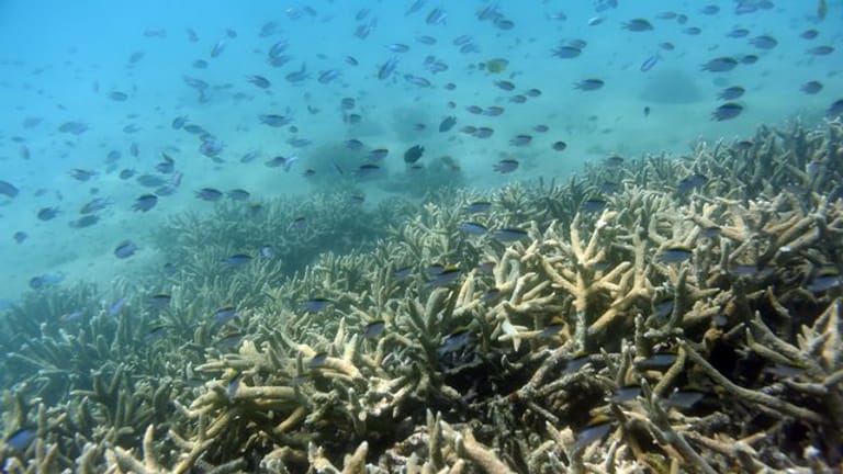Tropische Fische schwimmen am Rand eines von Korallenbleiche betroffenen Areals.