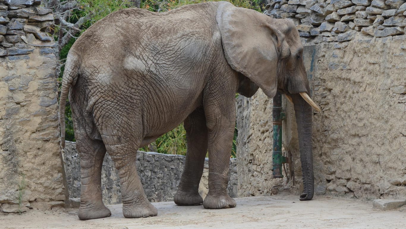 Elefant Ruperta droht Hungertod im Zoo von Caracas