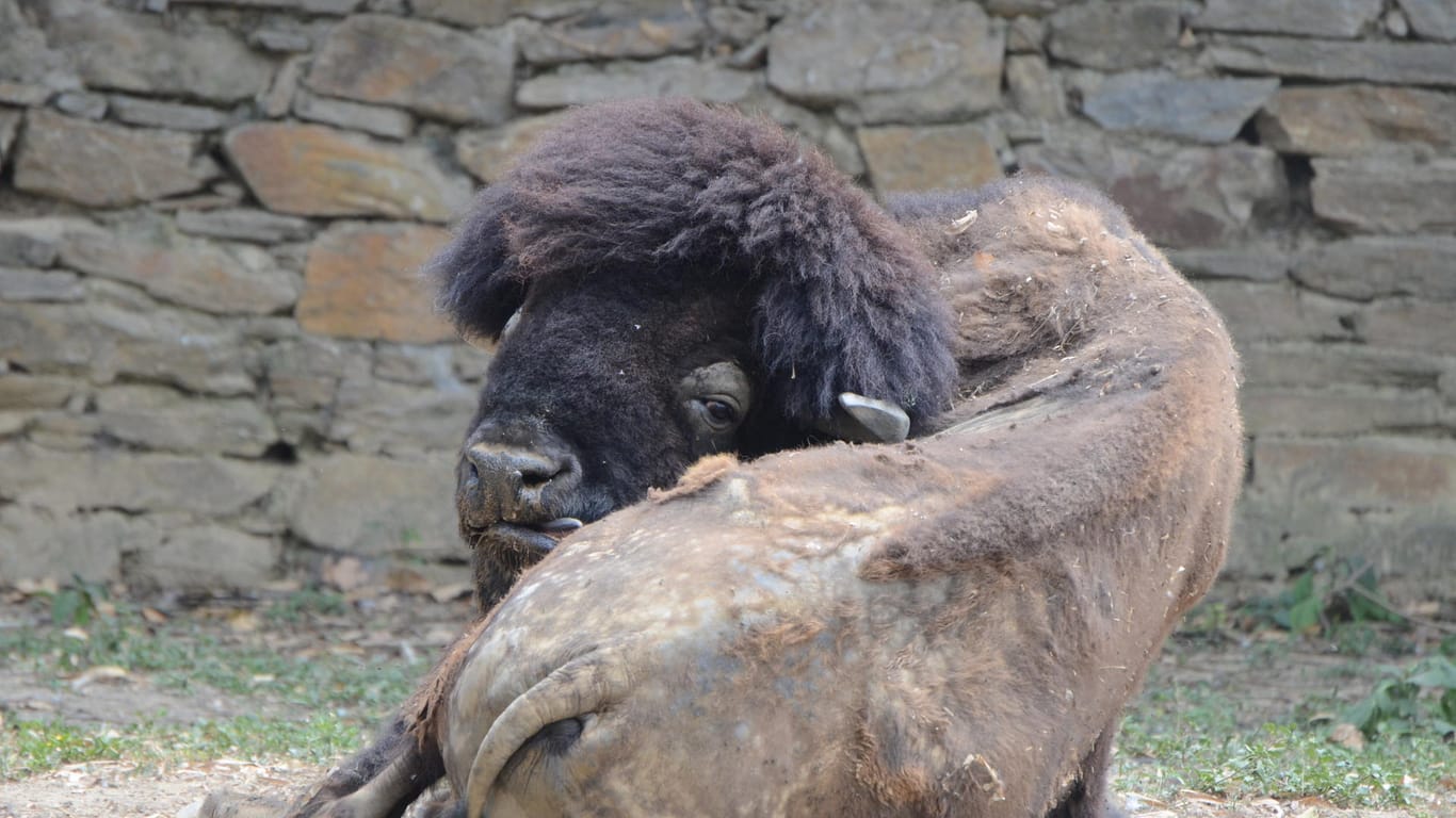 Bison im Zoo von Caracas