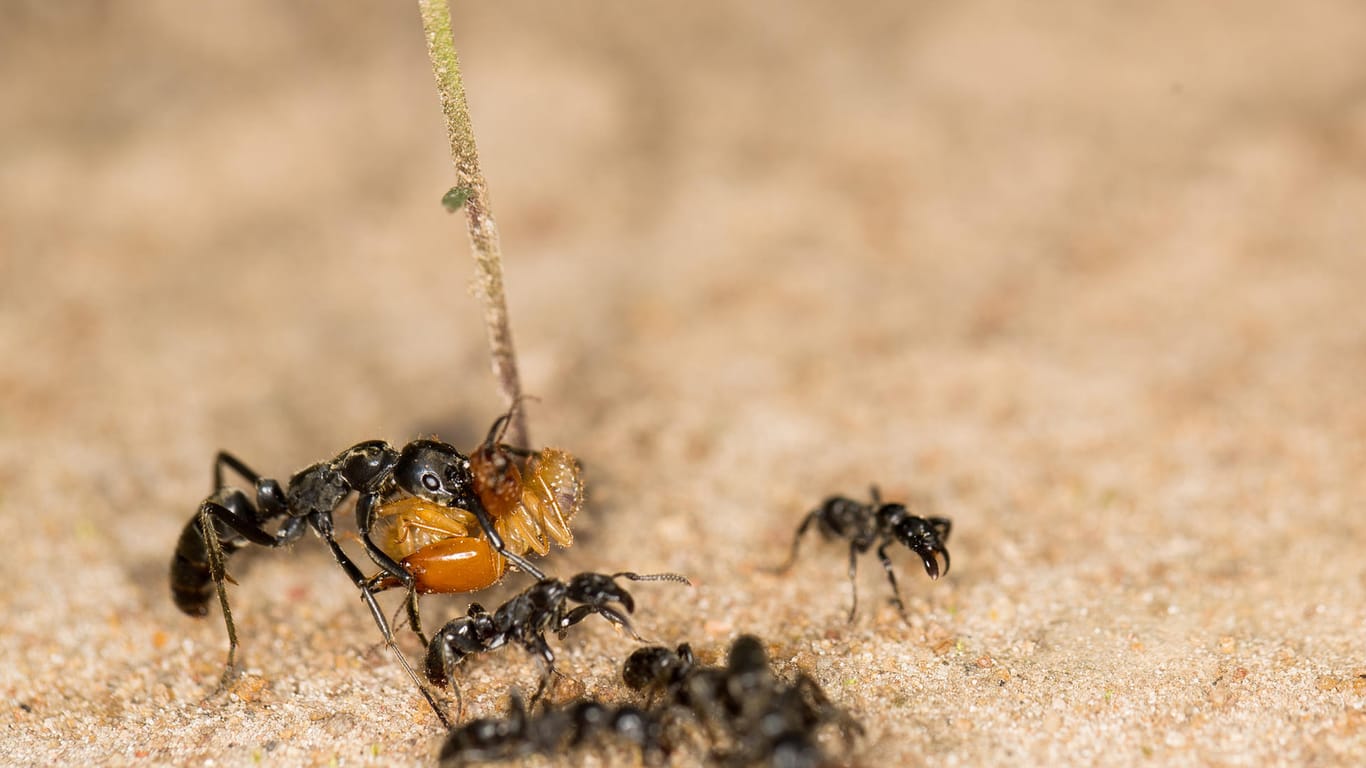 Matabele-Ameisen haben fette Beute gemacht: zwei Termitensoldaten.