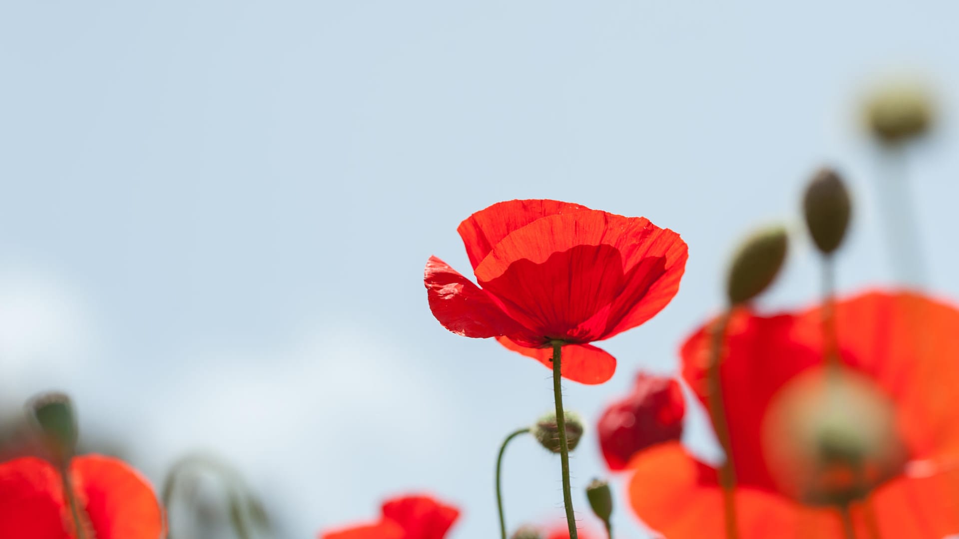 Roter Mohn Blumen in einem Feld