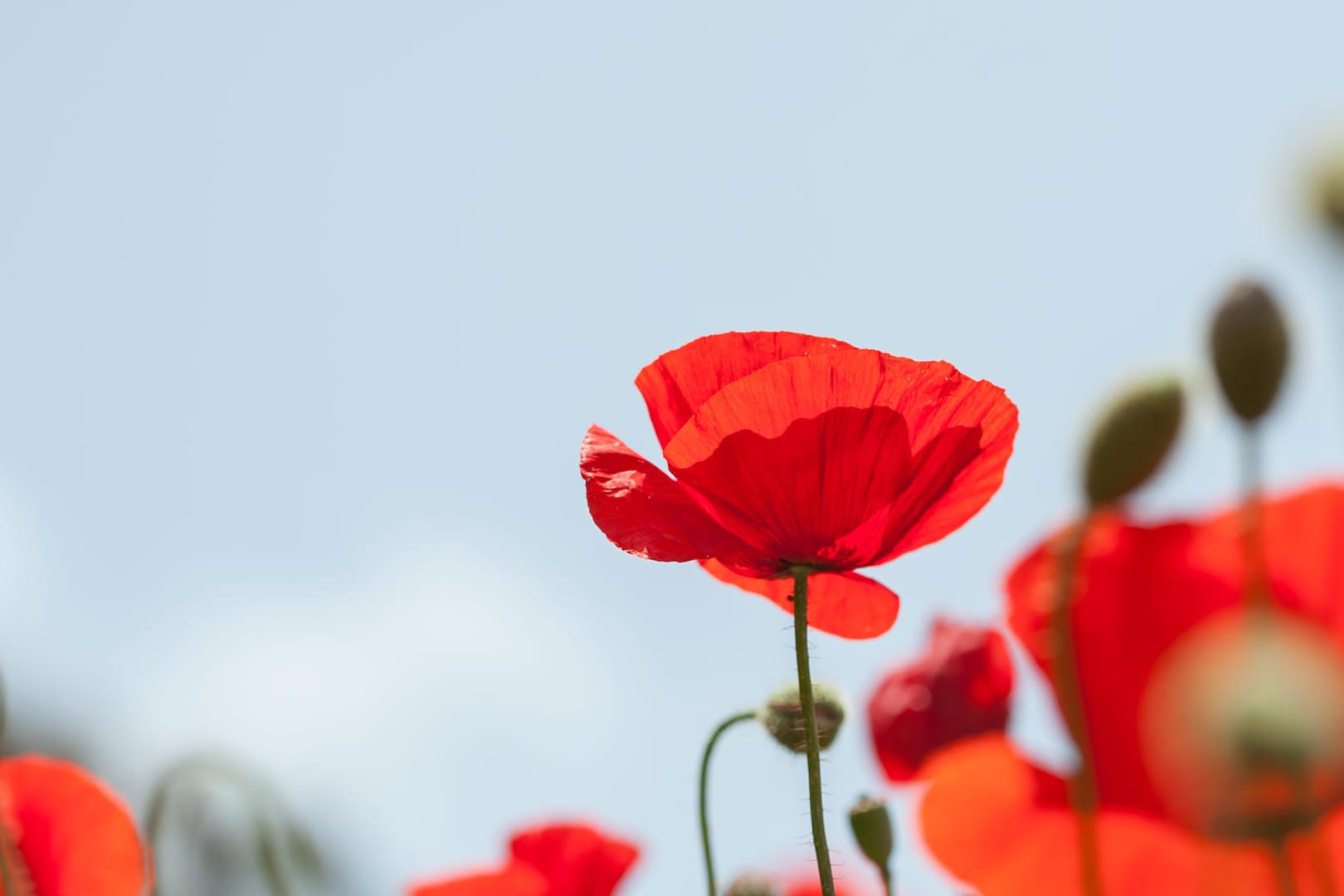 Roter Mohn Blumen in einem Feld