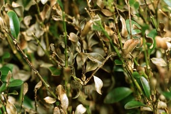 Gewoehnlicher Buchsbaum (Buxus sempervirens) mit Pilzbefall