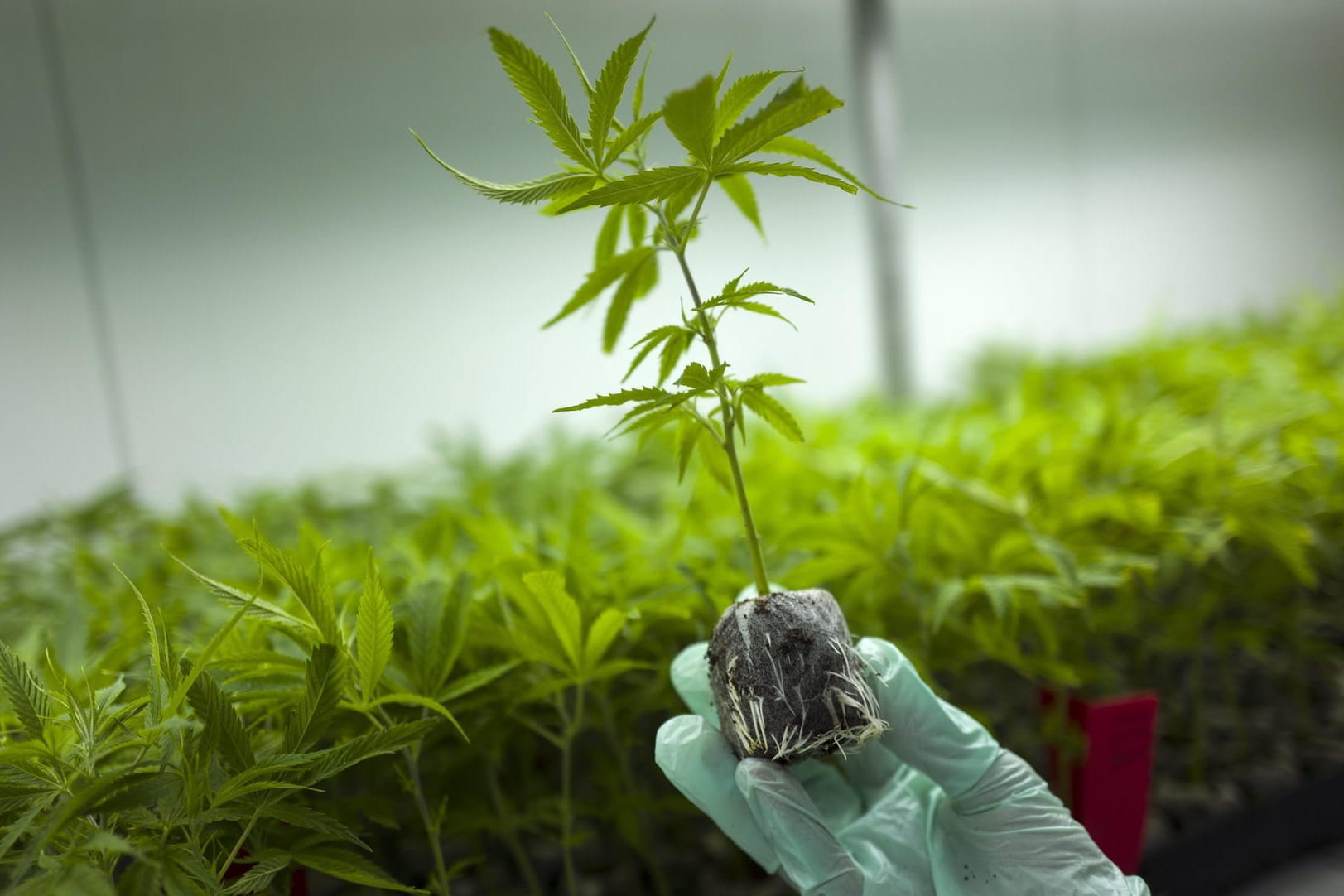 Cannabis-Produktion