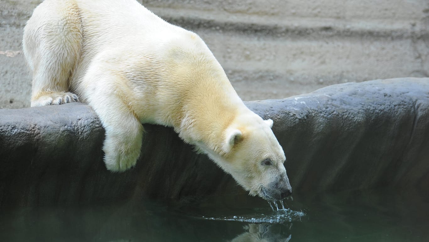 Eisbär Yoghi trinkt in München im Tierpark Hellabrunn zum ersten Mal im Becken der damals neuen Eisbärenanlage.