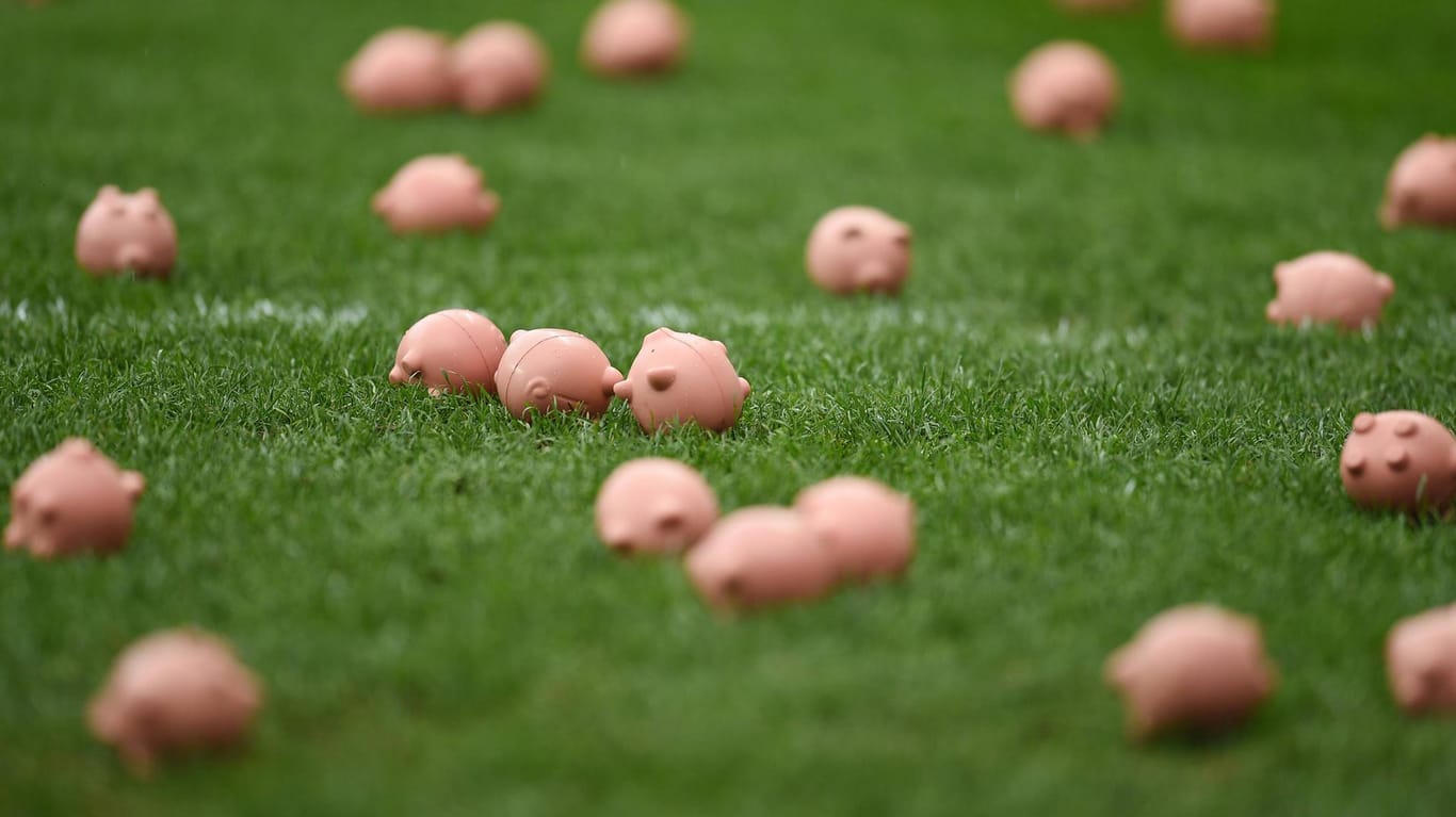 Schweinkram: Die Plastikschweinchen auf dem Spielfeld von Coventry City.
