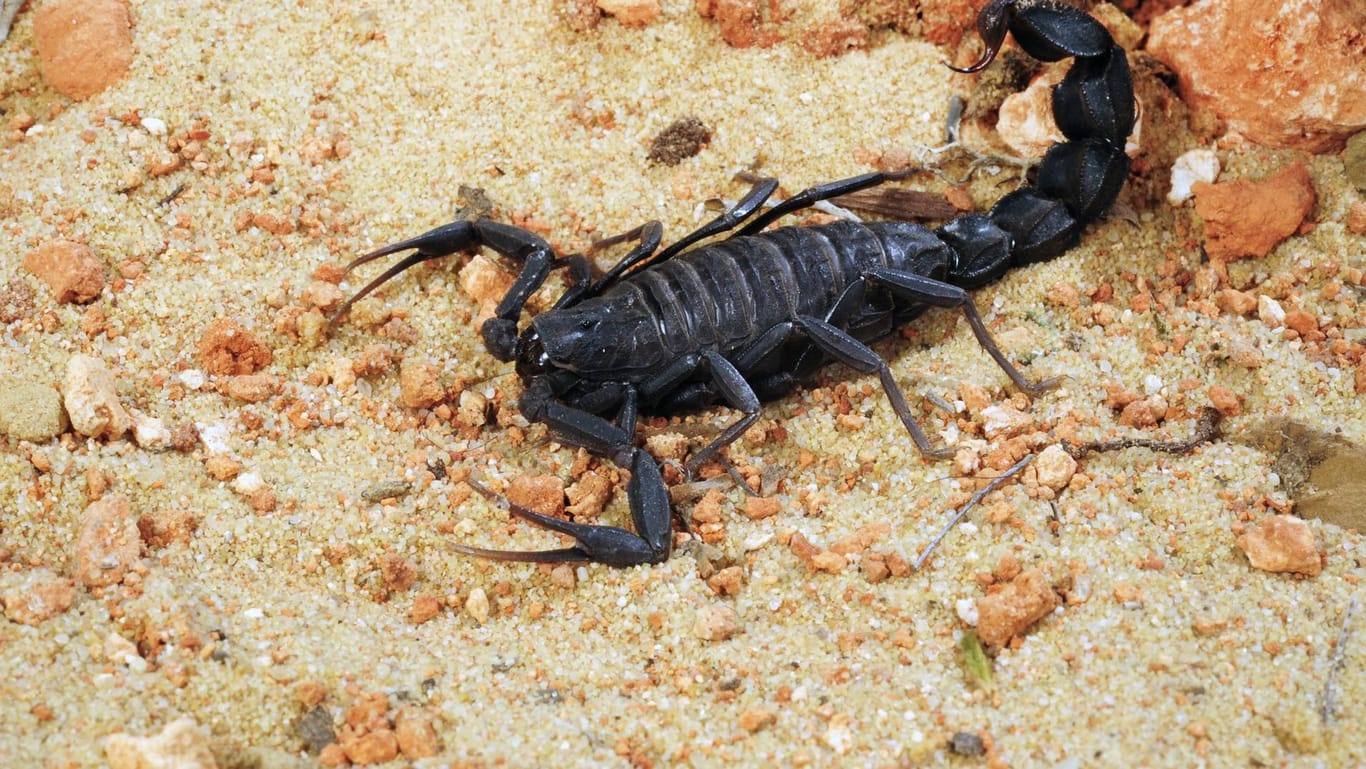 Der Stich eines Skorpions ist für den Menschen äußerst schmerzhaft.