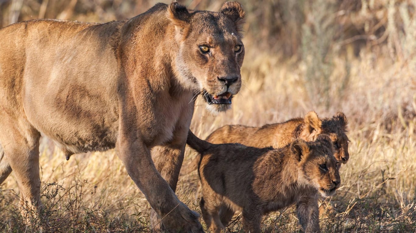 Eine Löwin mit zwei Jungtieren. (Symbolbild)