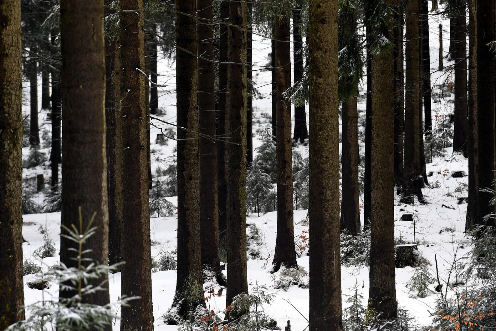 Im Sächsischen Wald macht ein Jäger eine grausame Entdeckung. Er findet die Leiche eines offenbar erfrorenen Flüchtlings.