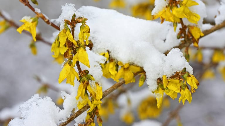 Blühender Zweig einer Hybrid-Forsythie ist mit Schnee bedeckt