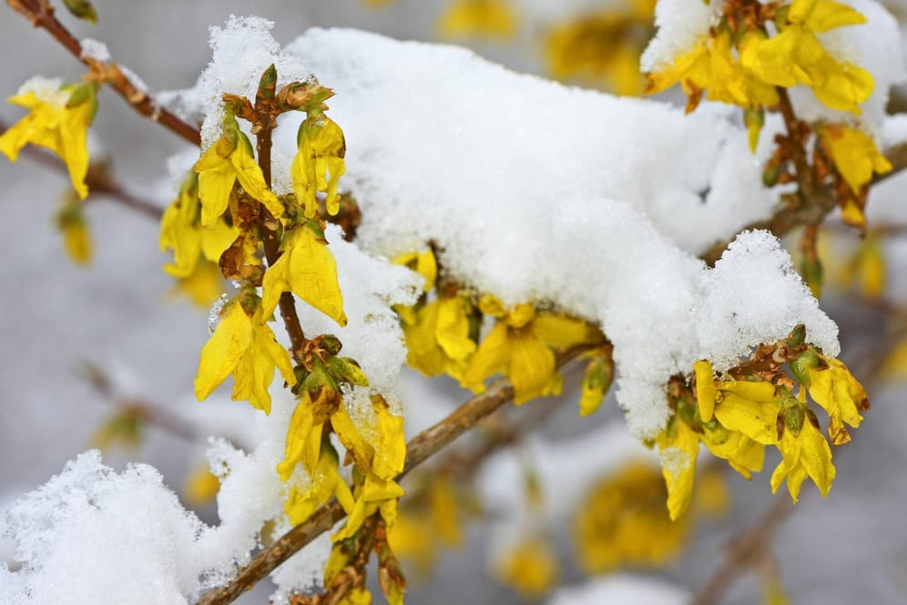 Blühender Zweig einer Hybrid-Forsythie ist mit Schnee bedeckt