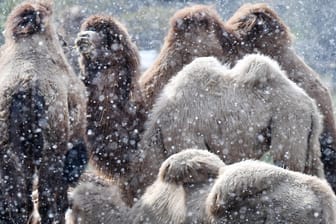Der plötzliche Wintereinbruch im April überrascht auch die Kamele im Berliner Tierpark.
