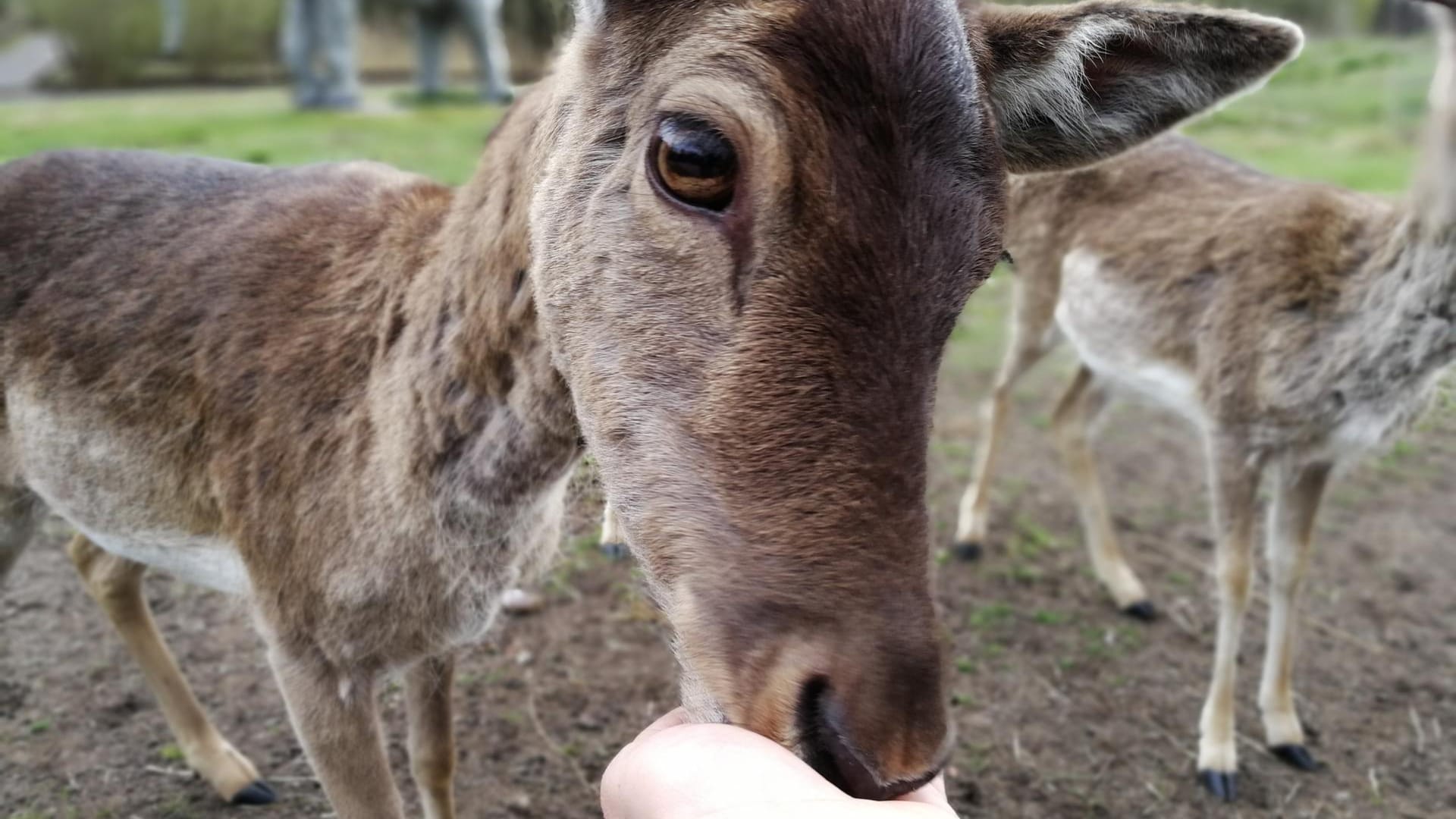 Foto mit einem Reh