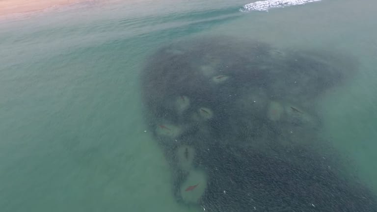 Eine Drohnenaufnahme zeigt Haie in Fingal Bay .