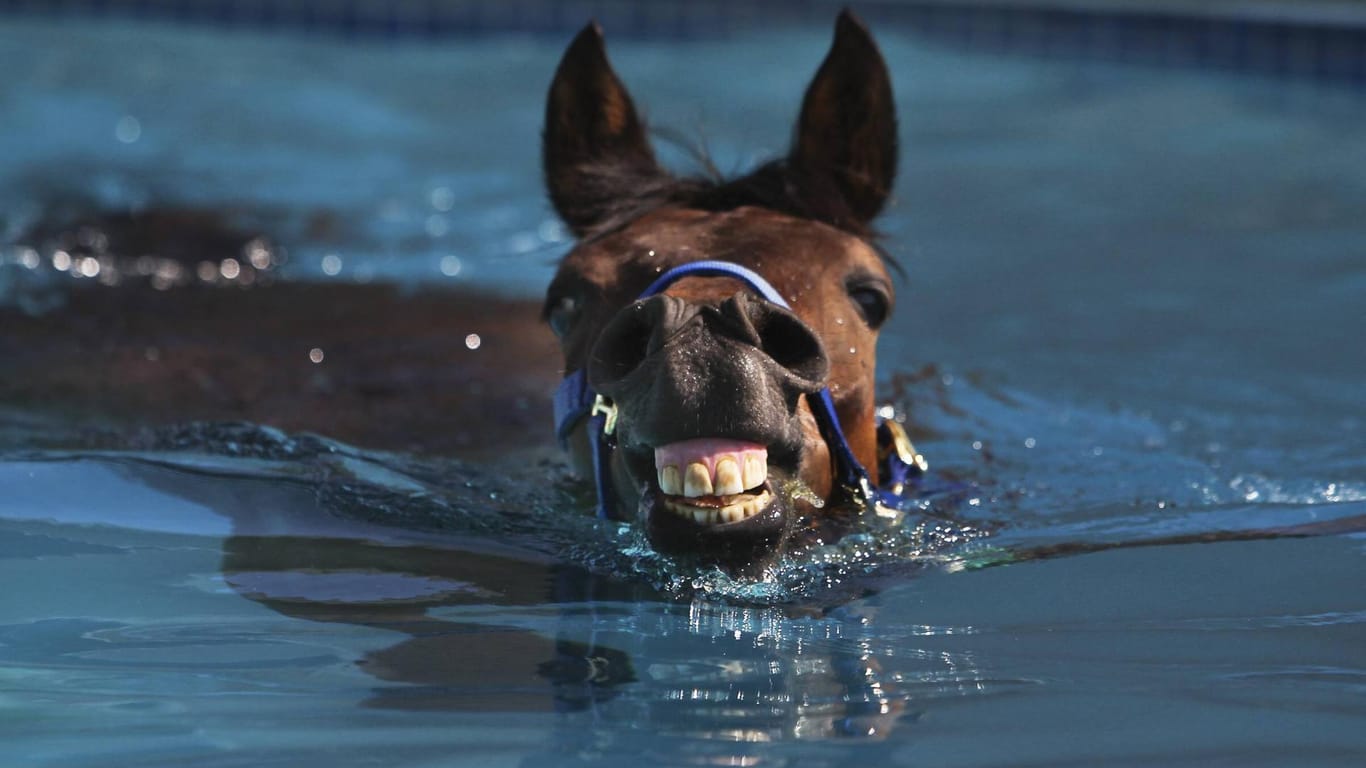 Symbolbild: Ein Pferd geht schwimmen.
