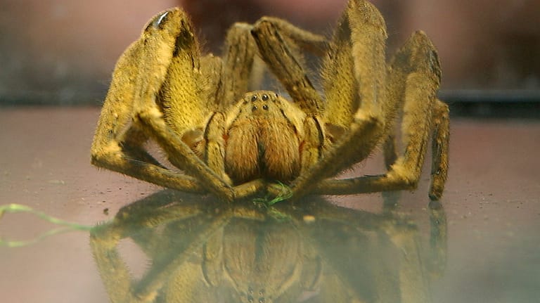 Eine besonders giftige brasilianische Spinne soll der neu entdeckten Art ähneln.