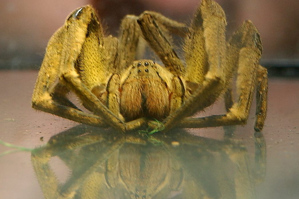Eine besonders giftige brasilianische Spinne soll der neu entdeckten Art ähneln.