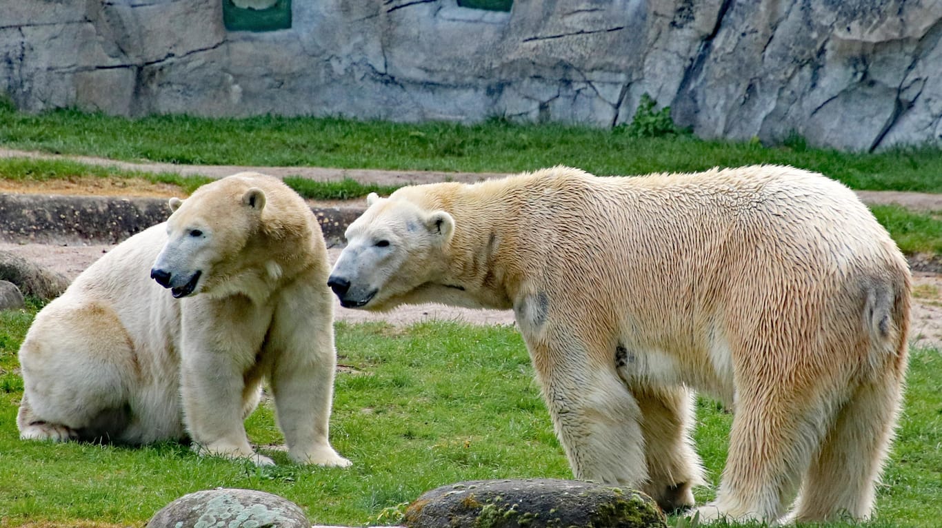 Das Eisbärenpaar Nika und Kap im Zoo von Karlsruhe.