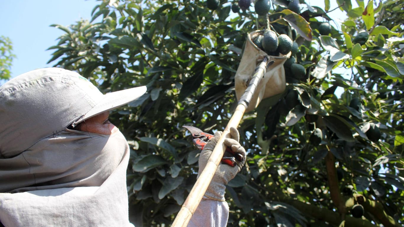 Avocadobaum: Ein peruanischer Farmer auf einer Avocado-Plantage.