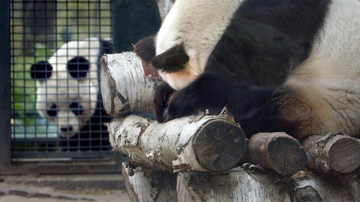 Pandabären, Berliner Zoo (Archivfoto)