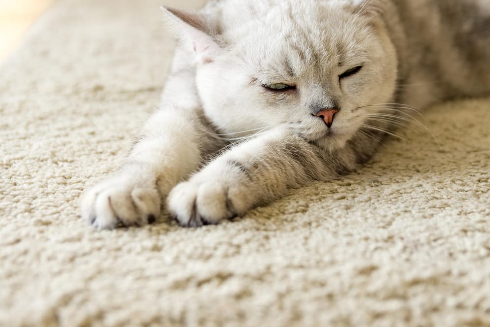 Eine Katze schläft auf einem Teppich