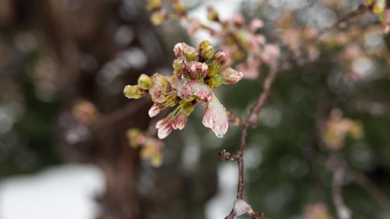 Gefrorene Blüte: Frostschäden am Obstbaum sind erst nach Monaten sichtbar