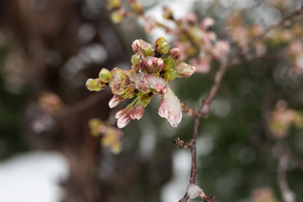 Gefrorene Blüte: Frostschäden am Obstbaum sind erst nach Monaten sichtbar