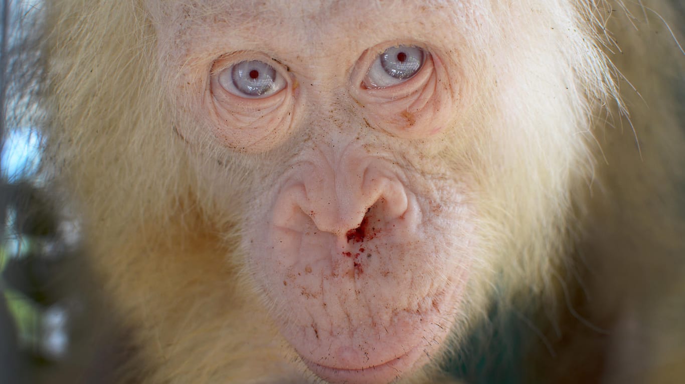 Der Albino-Orangutan befindet sich aktuell in einer Auffangstation der "Borneo Orangutan Survival Foundation" auf Borneo (Indonesion).