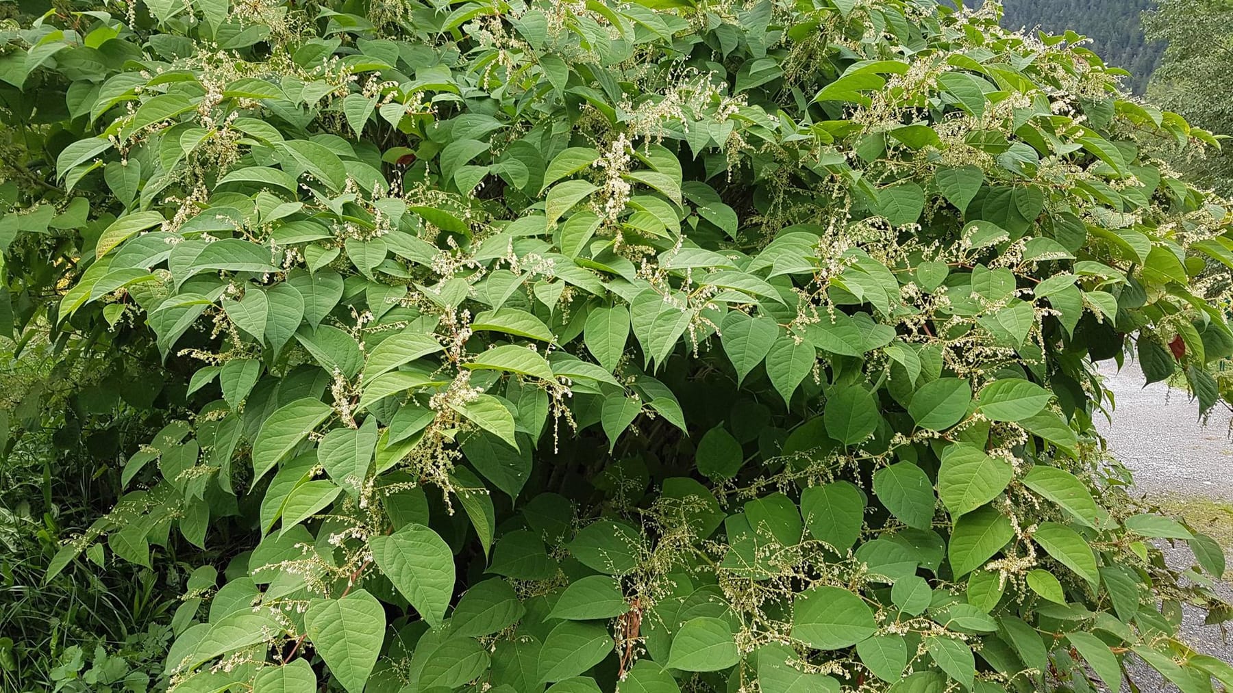 Der Japanische Staudenknöterich gefährdet die heimische Flora und Fauna