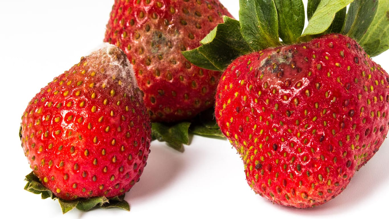 Grauschimmel bei Erdbeeren