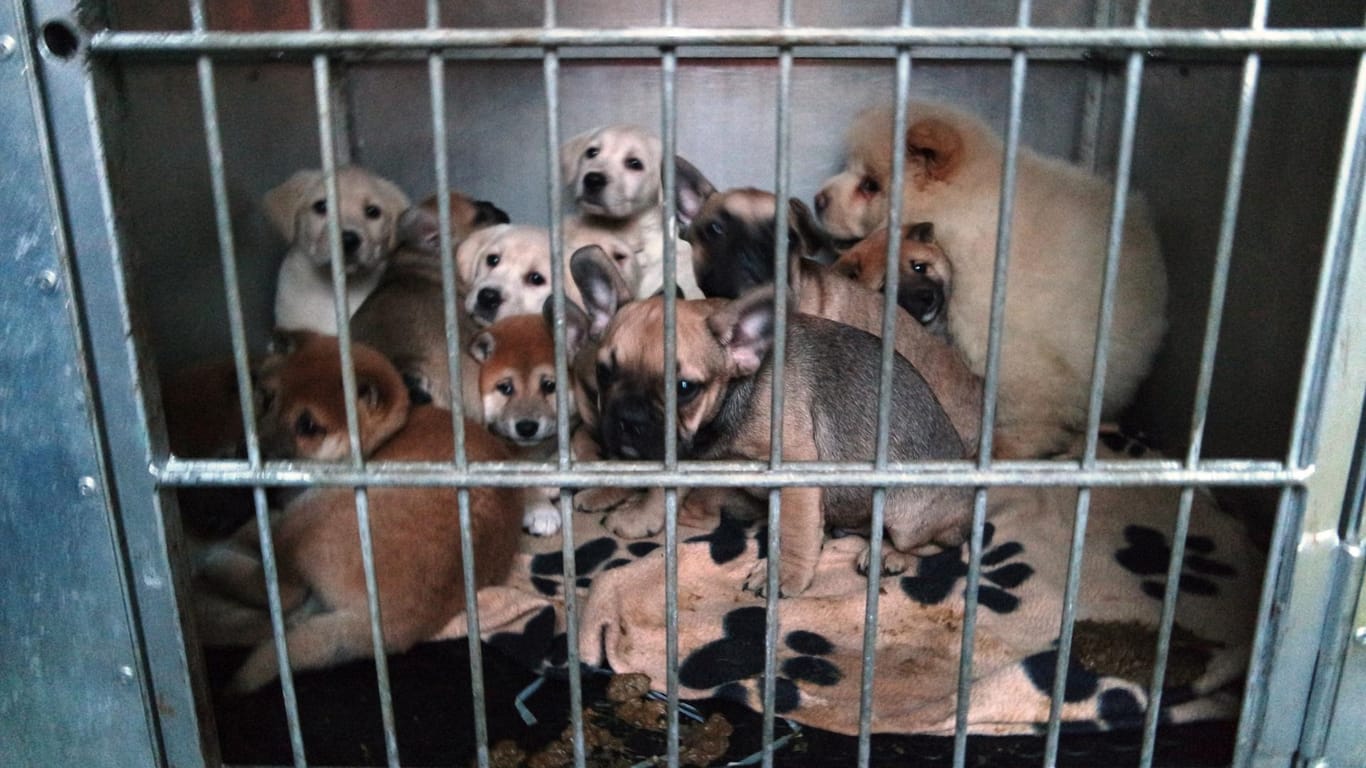 Gerettete Welpen sind in einer Transportkiste im Tierheim Nürnberg. In der Nacht zum Sonntag hat die Polizei auf der A3 in Mittelfranken einen illegalen Welpentransport mit 42 Hunden gestoppt.