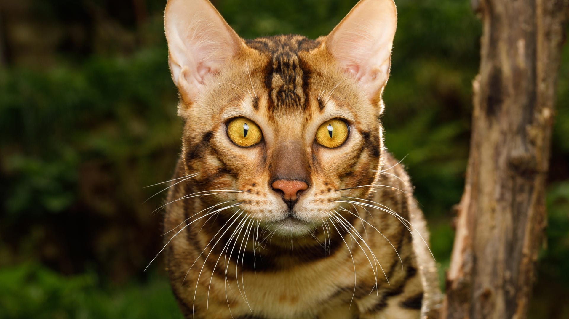 Eine Bengalkatze im Garten