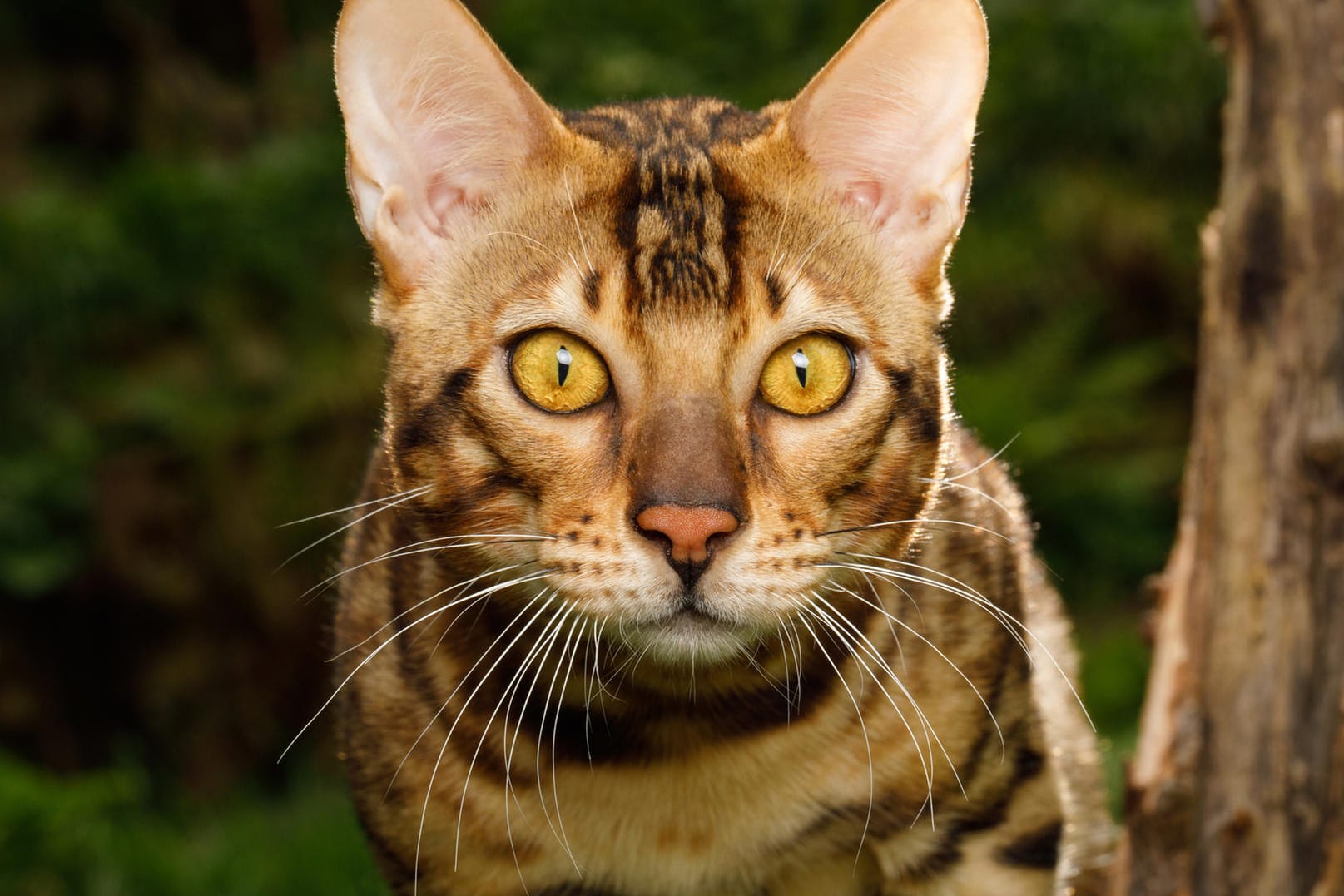 Eine Bengalkatze im Garten