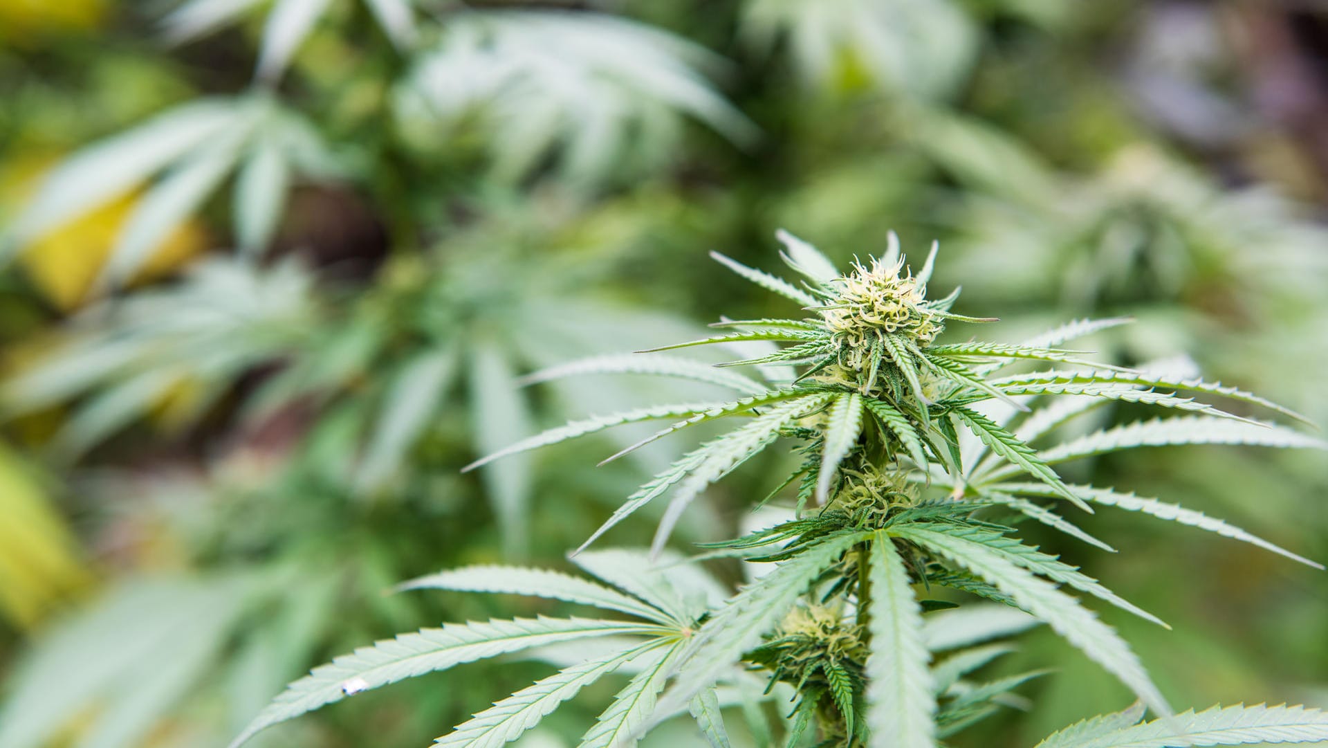 Der Wirkstoff der Cannabis-Pflanze hilft einer Studie zufolge alternden Mäusehirnen.