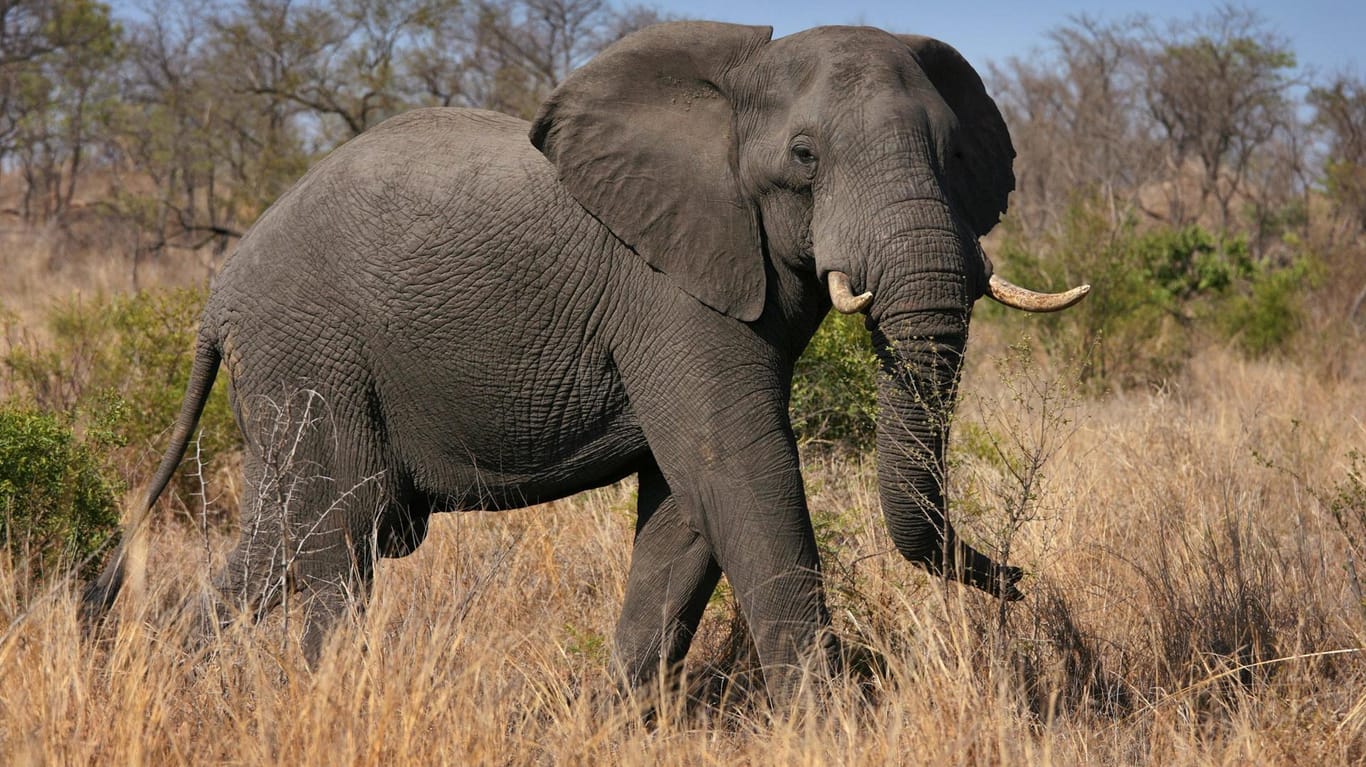 Wenn Elefanten sich bedroht fühlen sind auch Menschen in ernster Gefahr.