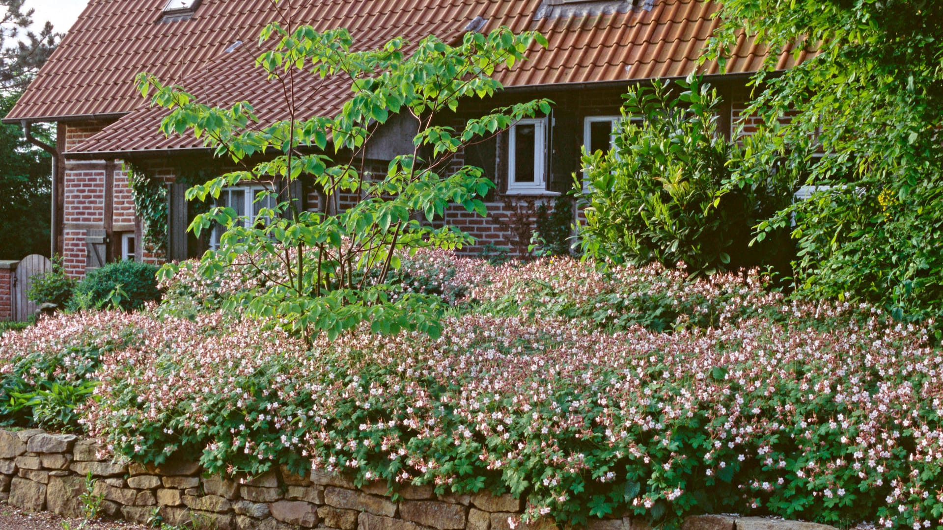 Rasend schnell zum grünen Garten: Gestalten mit Turbopflanzen