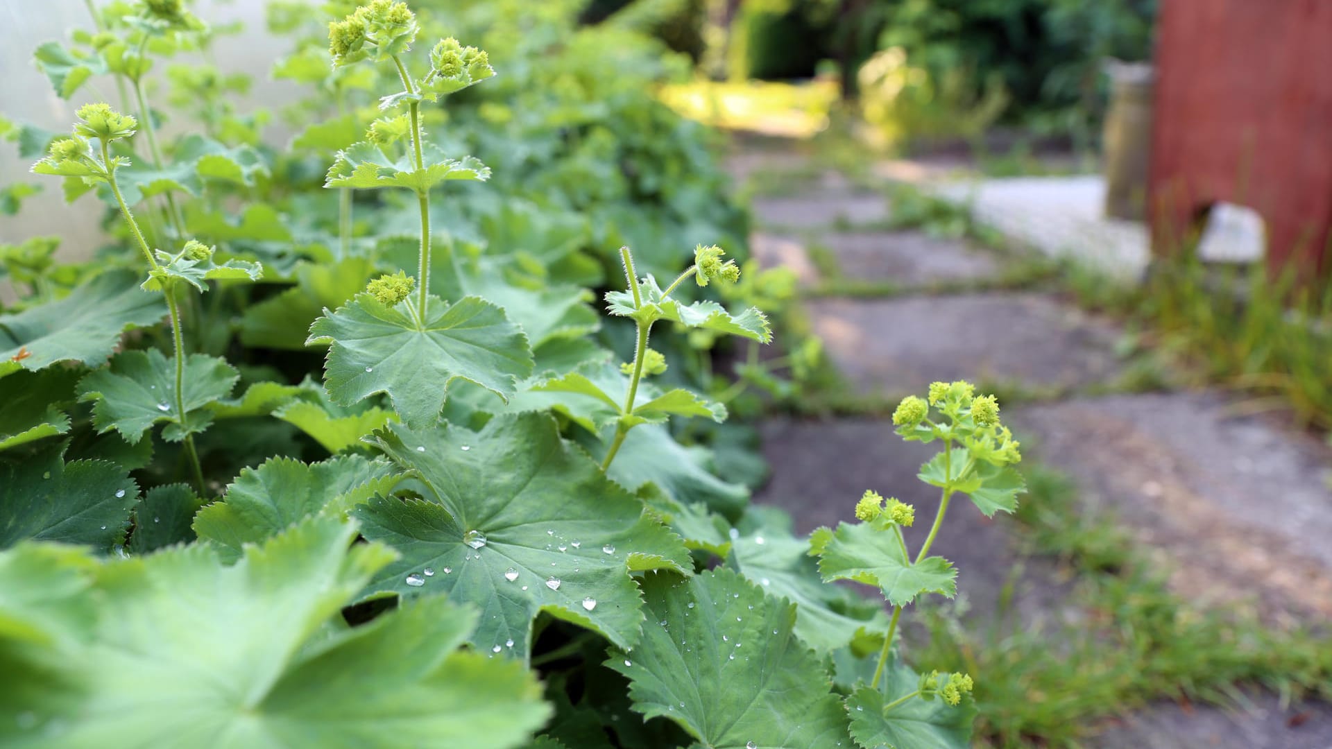 Der Frauenmantel im Garten.