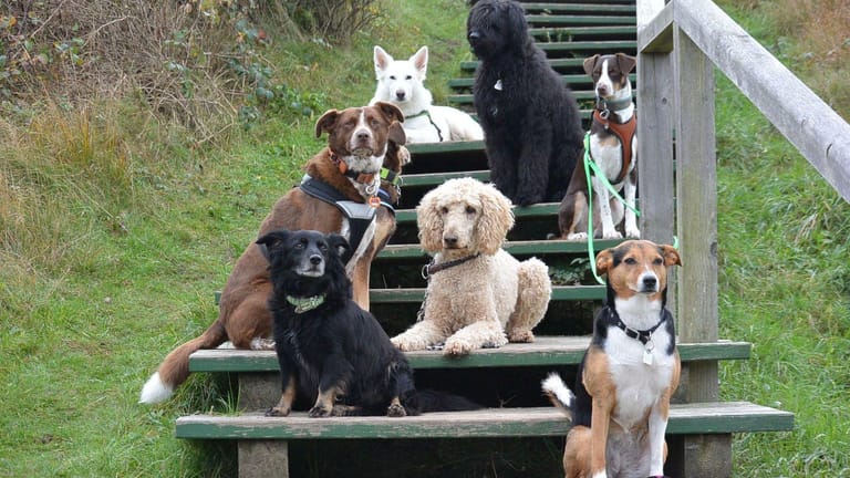 Gut in Pose: Hunde warten auf einer Treppe zum Strand.