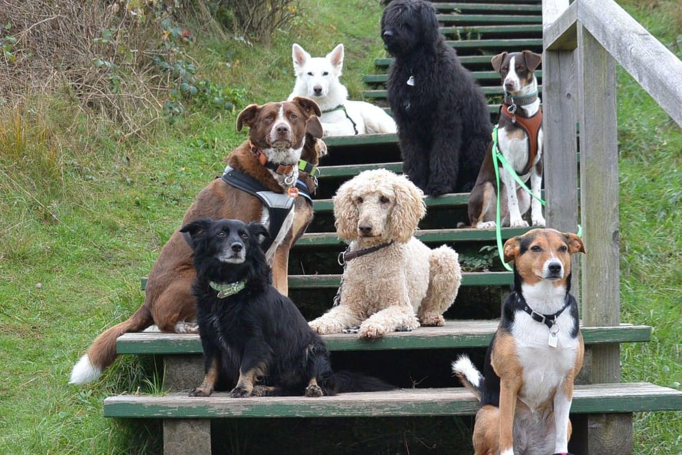 Gut in Pose: Hunde warten auf einer Treppe zum Strand.