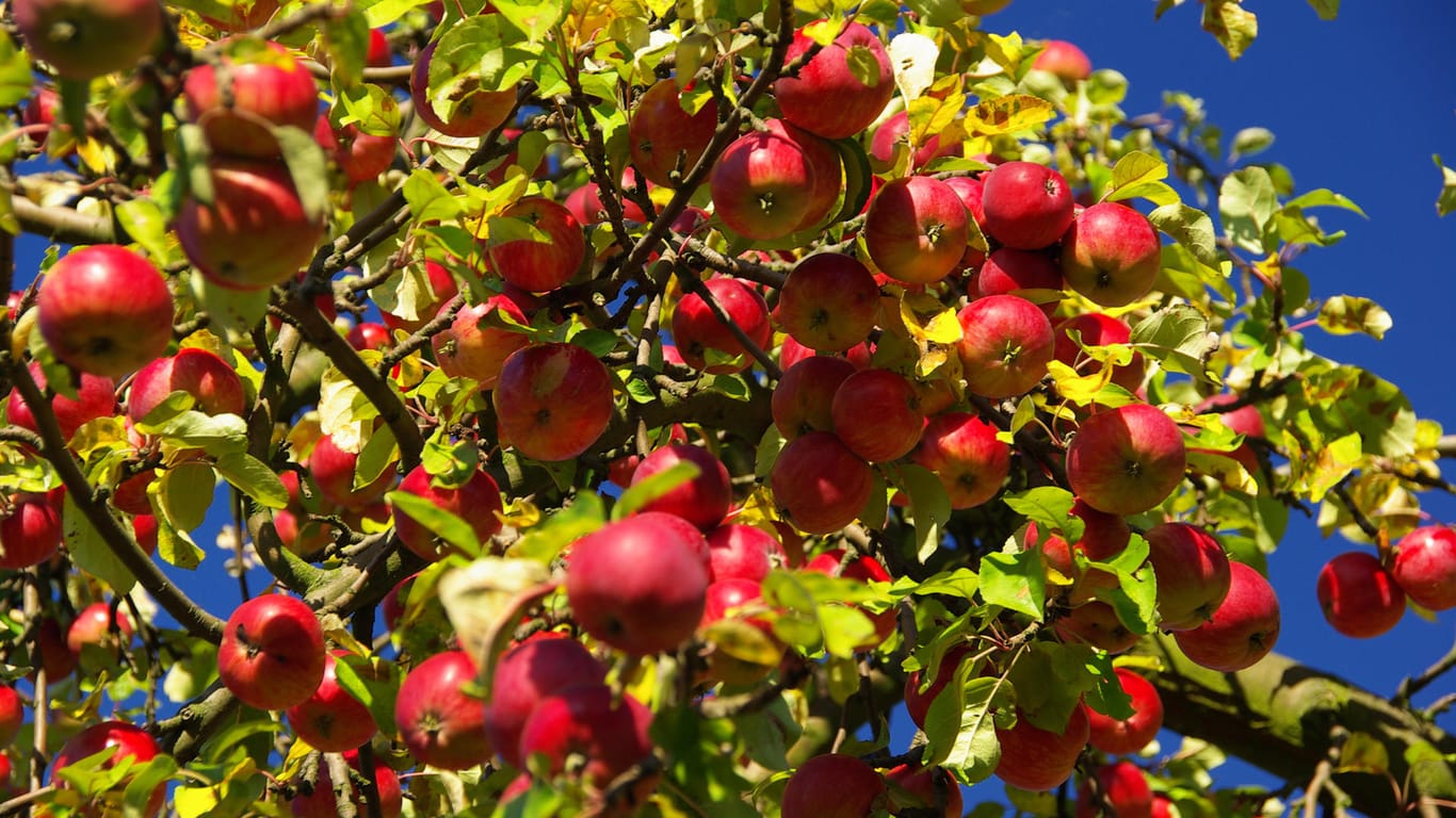 Apfelbaum: Einige Früchte fallen im Juni von den Bäumen herab. Dafür gibt es einen Grund.